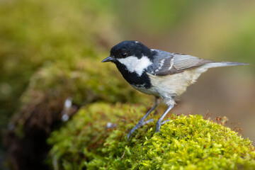 Obraz premium Sosnówka (Periparus ater)