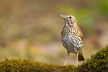 śpiewak (Turdus philomelos) © Grzegorz