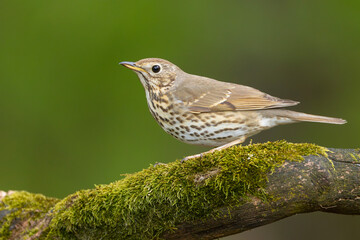 śpiewak (Turdus philomelos)