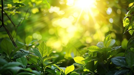 Lush green foliage with sunlight filtering through the leaves creating a serene atmosphere.