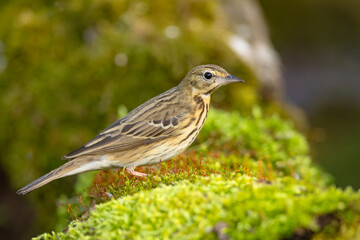 Świergotek drzewny (Anthus trivialis) © Grzegorz