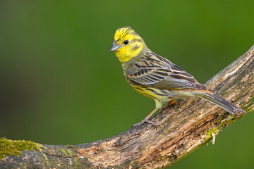 Trznadel (Emberiza citrinella)