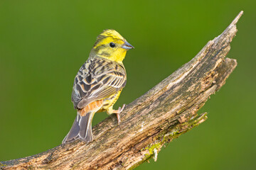 Trznadel (Emberiza citrinella) © Grzegorz