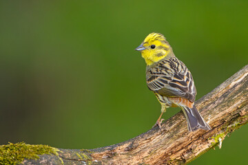 Trznadel (Emberiza citrinella) © Grzegorz