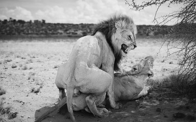 wild Kalahari lion and lioness mating  © Mark Butler 