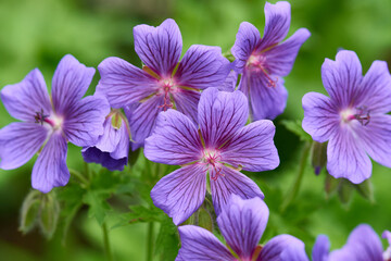 Blüten des Pracht-Storchschnabel (Geranium magnificum)	
