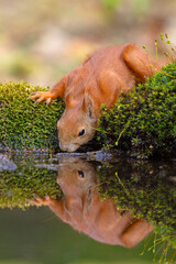 Wiewiórka pospolita (Sciurus vulgaris)