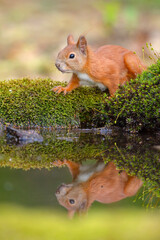 Wiewiórka pospolita (Sciurus vulgaris) © Grzegorz