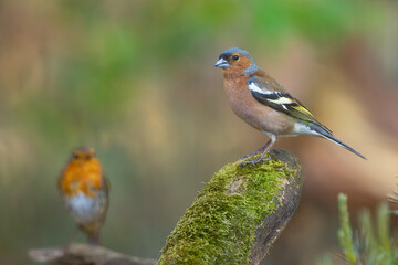 Zięba (Fringilla coelebs) © Grzegorz