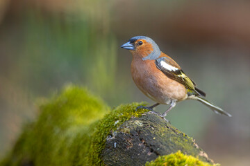 Zięba (Fringilla coelebs) © Grzegorz