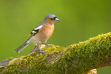Zięba (Fringilla coelebs) © Grzegorz