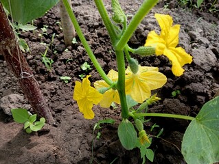 Green cucumber plants in bloom with young tied cucumbers growing in a bed on a soil background. A flowering cucumber plant. Growing vegetables in the garden.