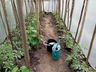 Inside the greenhouse with tomatoes, water is prepared for watering plants in a watering can and in...