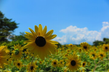 夏の空とたくさんのひまわりの咲く公園の風景7