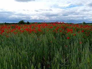 A beautiful green wheat field with red wild yak flowers against a deep blue sky. Field landscape with kites and green ears of wheat.