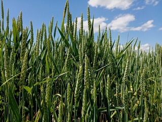 A field with ears of green wheat on the background of a clear blue sky. Natural backgrounds and landscapes. The topic of agriculture.