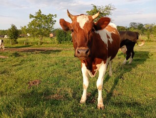 A brown spotted cow stands on a pasture against the background of a herd and looks straight into the camera lens. The topic of keeping cows and grazing them on spacious pastures with fresh green grass