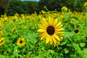夏の空とたくさんのひまわりの咲く公園の風景2