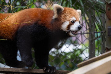 Fototapeta premium 動物園のレッサーパンダ