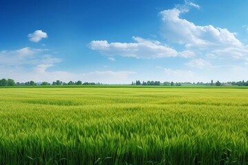 Fototapeta premium Highresolution panorama of contrasting fields, one half lush green grass, the other half golden wheat, bright blue sky with wispy clouds, vivid and clear, capturing the essence of summer agriculture a