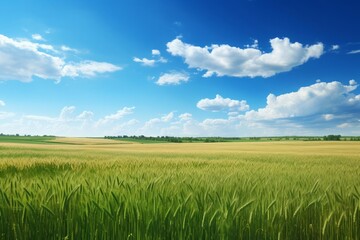 Highresolution panorama of contrasting fields, one half lush green grass, the other half golden wheat, bright blue sky with wispy clouds, vivid and clear, capturing the essence of summer agriculture a