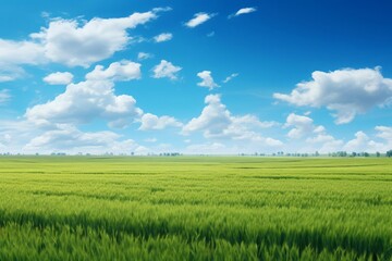 Obraz premium Highresolution panorama of contrasting fields, one half lush green grass, the other half golden wheat, bright blue sky with wispy clouds, vivid and clear, capturing the essence of summer agriculture a