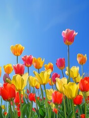 Colorful Tulip Field Landscape with Copy Space in Clear Blue Sky Background