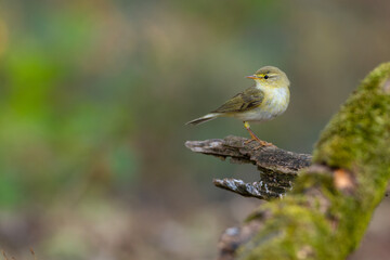 Piecuszek (Phylloscopus trochilus) © Grzegorz