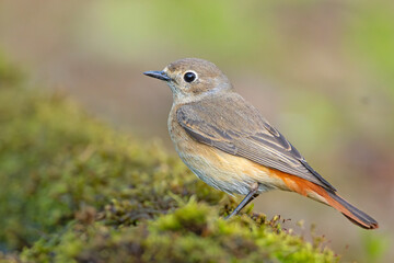 Pleszka (Phoenicurus phoenicurus) © Grzegorz