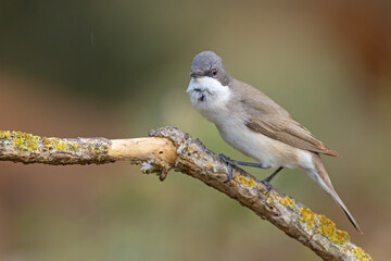 Piegża (Curruca curruca) © Grzegorz
