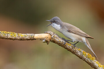 Piegża (Curruca curruca) © Grzegorz