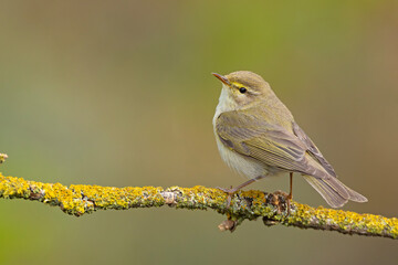 Piecuszek (Phylloscopus trochilus) © Grzegorz