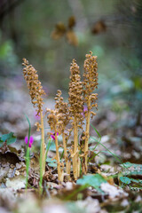 flowers in the forest, Bird's birds nest orchid Neottia nidus avis growing on the dark floor of a woodland Santulussurgiu, OR, Sardinia, Italy