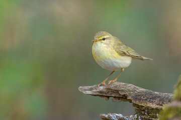 Piecuszek (Phylloscopus trochilus) © Grzegorz