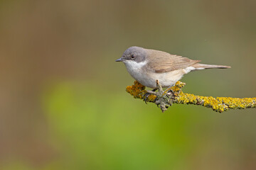 Piegża (Curruca curruca) © Grzegorz