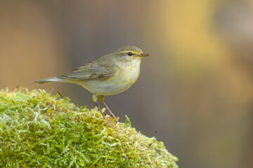 Piecuszek (Phylloscopus trochilus) © Grzegorz
