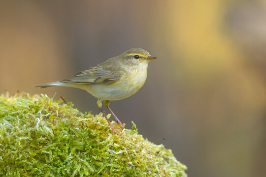 Piecuszek (Phylloscopus trochilus)