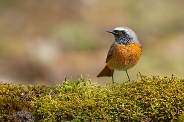 Pleszka (Phoenicurus phoenicurus) © Grzegorz