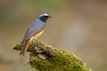 Pleszka (Phoenicurus phoenicurus) © Grzegorz