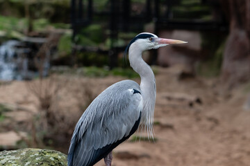Fototapeta premium grey heron ardea cinerea