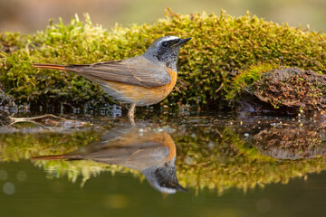 Pleszka (Phoenicurus phoenicurus) © Grzegorz