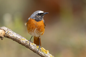 Pleszka (Phoenicurus phoenicurus) © Grzegorz
