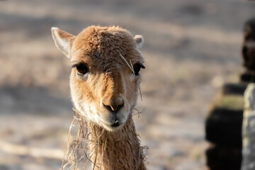 Fototapeta premium portrait of alpaca