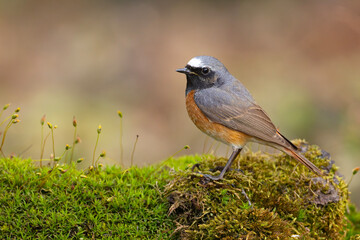 Pleszka (Phoenicurus phoenicurus) © Grzegorz