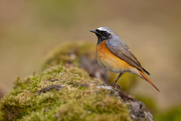 Pleszka (Phoenicurus phoenicurus) © Grzegorz