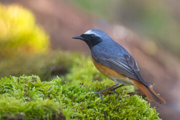 Pleszka (Phoenicurus phoenicurus) © Grzegorz