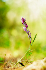 Sardinian Tongue Orchid Serapias nurrica close-up.