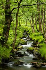 Obraz premium Serene Forest Landscape with Flowing Stream and Copy Space Above for Text