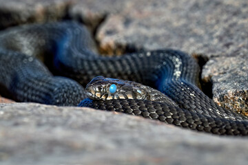 Grass snake is ready to shed the old skin away