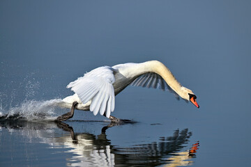 Angry Mute swan approaching with power